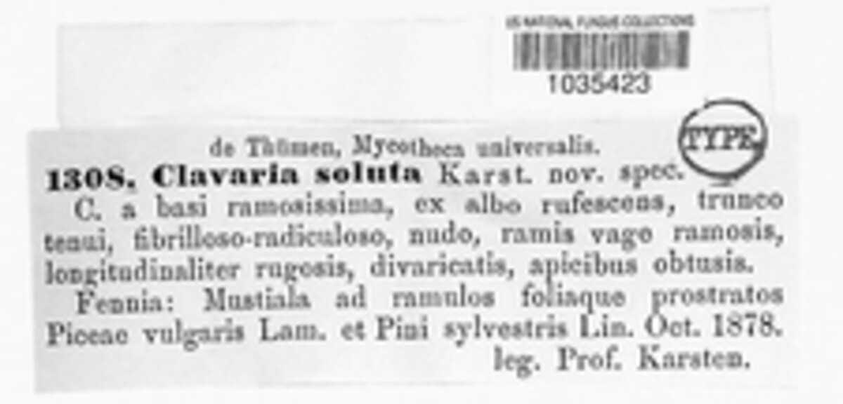 Ramaria soluta image